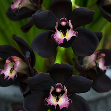 Оригинал схемы вышивки «черная орхидея» (№494247)