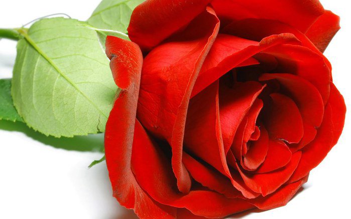 Красная роза - цветы, роза - оригинал