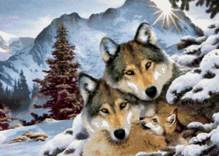 семья волков - семья, животные, волки, звери - предпросмотр