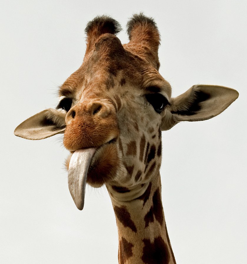 жираф - жираф, веселый, животное - оригинал