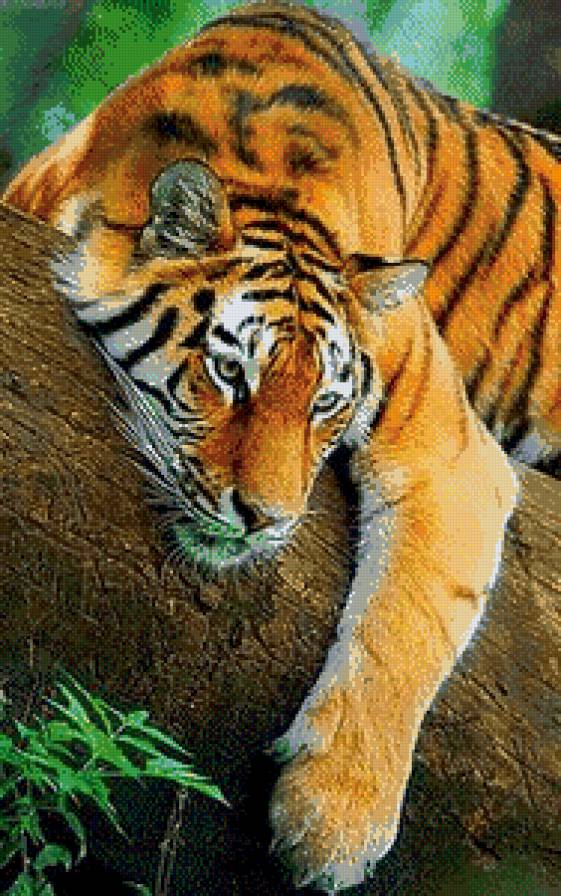 Тигр - животные, дикие кошки - предпросмотр