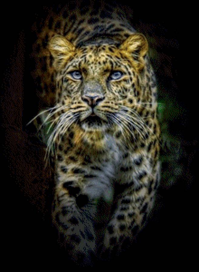 Леопард - животные, дикие кошки - предпросмотр