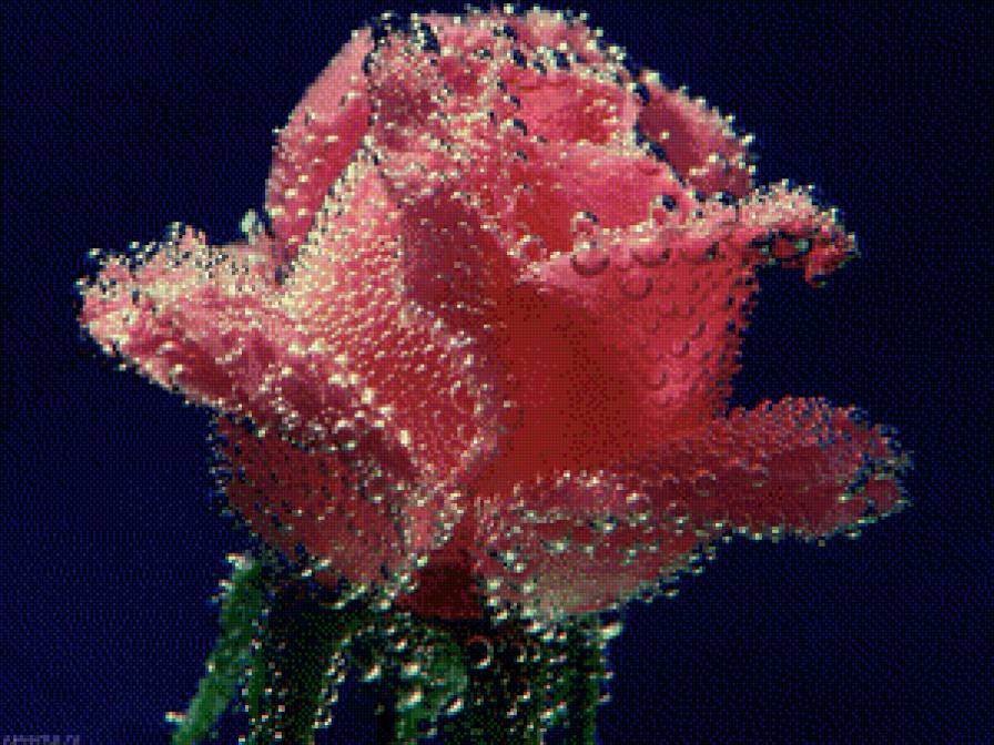 Роза в росе - розы - предпросмотр