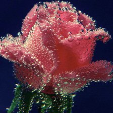 Оригинал схемы вышивки «Роза в росе» (№495742)