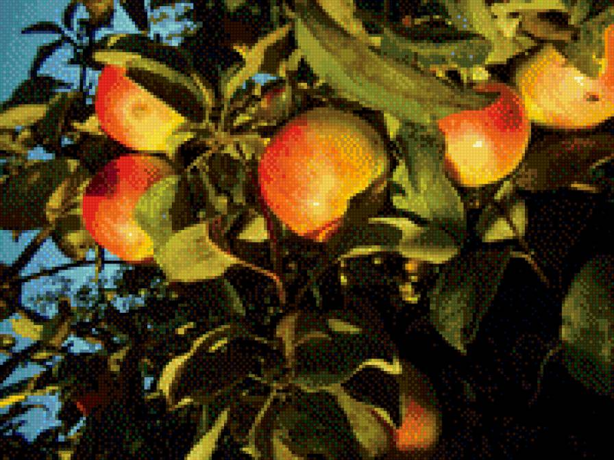 яблоки - яблоки, сад, осень - предпросмотр