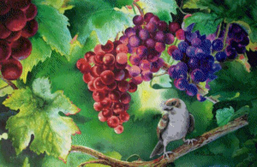 виноград - птица, виноград - предпросмотр