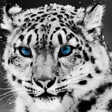 Оригинал схемы вышивки «Леопард с голубыми глазами» (№496808)