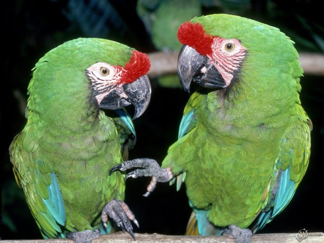 два зеленых попугая - оригинал