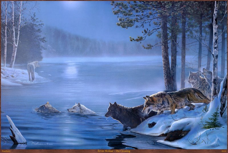 Переправа - животные, волки, река, пейзаж, зима - оригинал