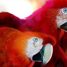 два красных попугая