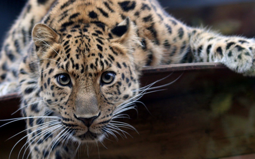 Леопард - животные, дикие кошки - оригинал
