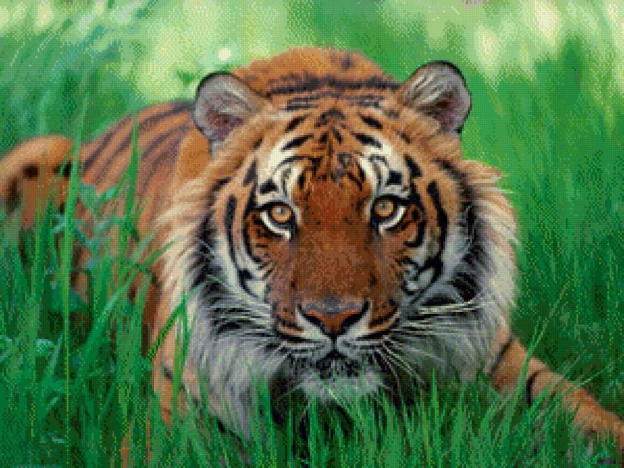 тигр в траве - животные, кошка, дикая кошка, природа, тигр - предпросмотр