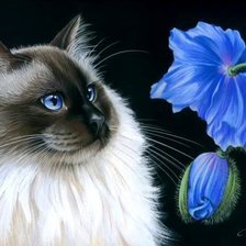 Оригинал схемы вышивки «Кошка и Цветы» (№497140)