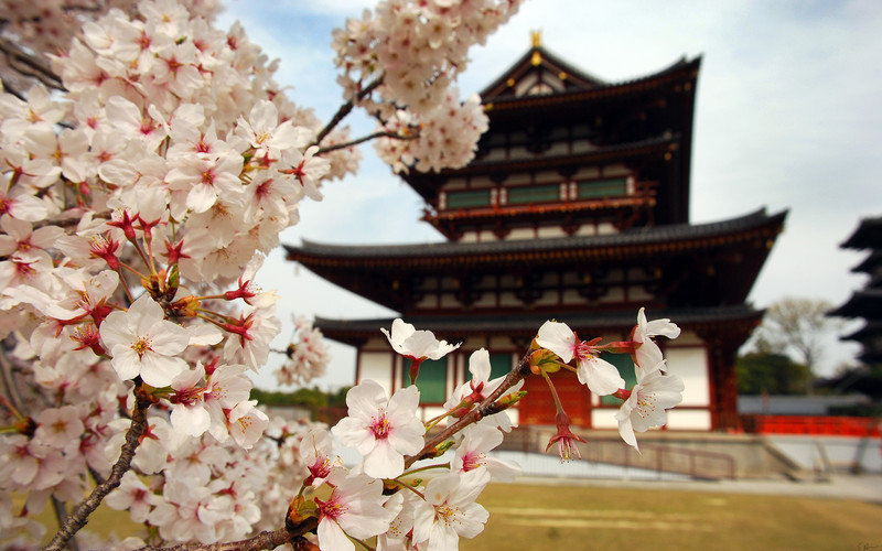 цветущая сакура - весна, япония, храм, сакура - оригинал