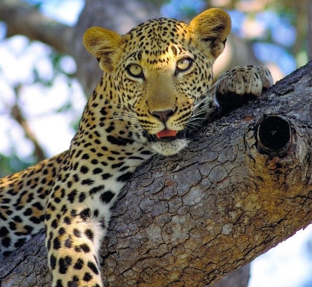 гепард на дереве - гепарды, кошки, животные - оригинал