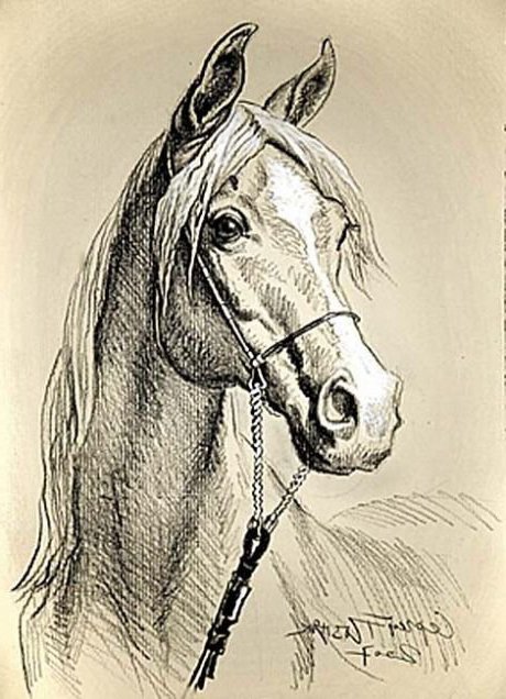 белый конь монохром 2 - конь, животные, лошадь - оригинал