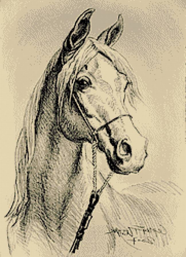 белый конь монохром 2 - животные, лошадь, конь - предпросмотр