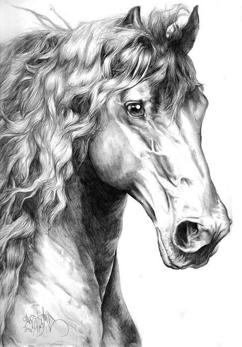 конь мрнрхром 2 - лошадь, конь, животные - оригинал