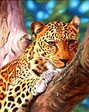 гепард на дереве - гепарды, кошки, животные - оригинал