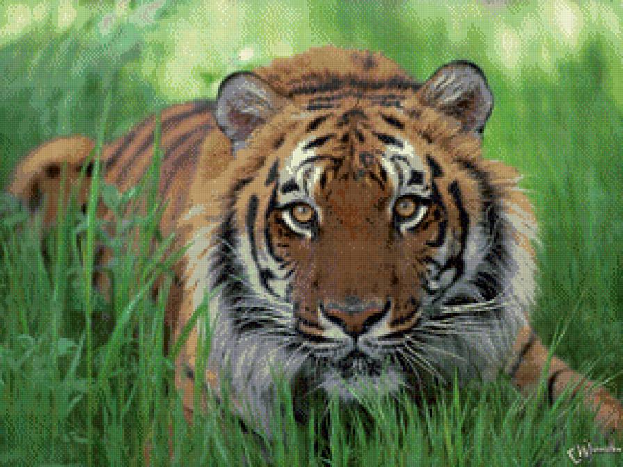 тигр - тигр, хишники, животные - предпросмотр