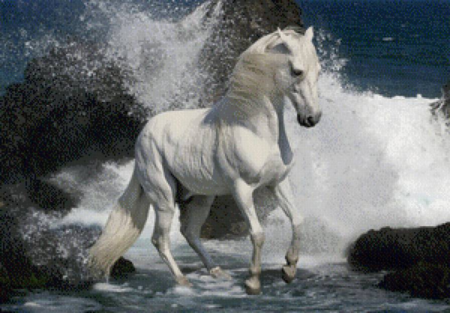 Белый конь. - море, белый конь, животные, лошади - предпросмотр
