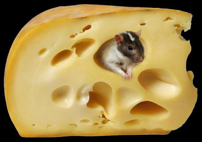 Мышка или откуда в сыре берутся дырочки )) - прикольные, мышка, сыр, животные - оригинал