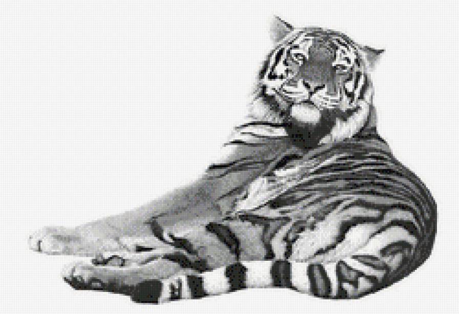 Тигр - дикие кошки, животные - предпросмотр