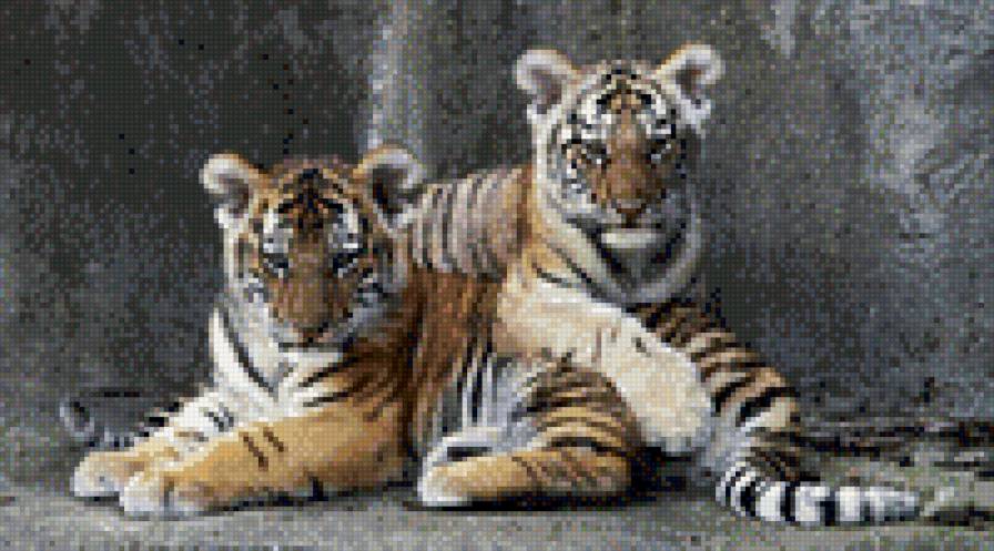 пара - тигры - предпросмотр