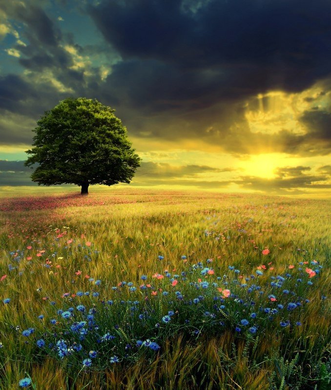 Одинокое дерево - одинокое дерево, васильки, поле, лето, закат - оригинал