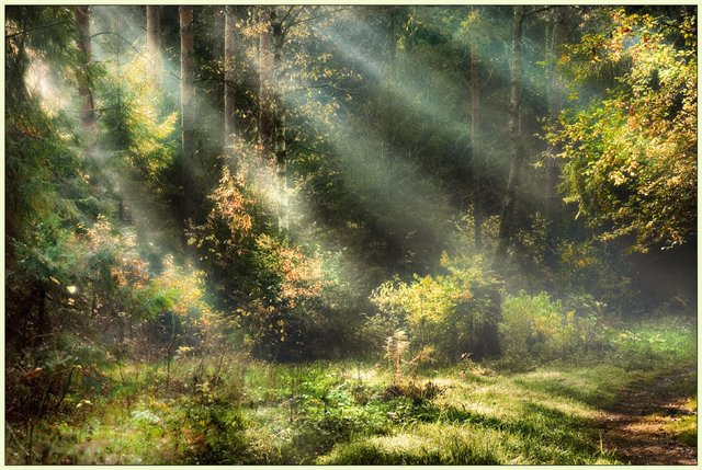Лес в лучах солнца - солнце, лес, природа - оригинал
