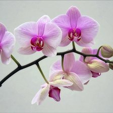 Оригинал схемы вышивки «орхидея» (№501242)