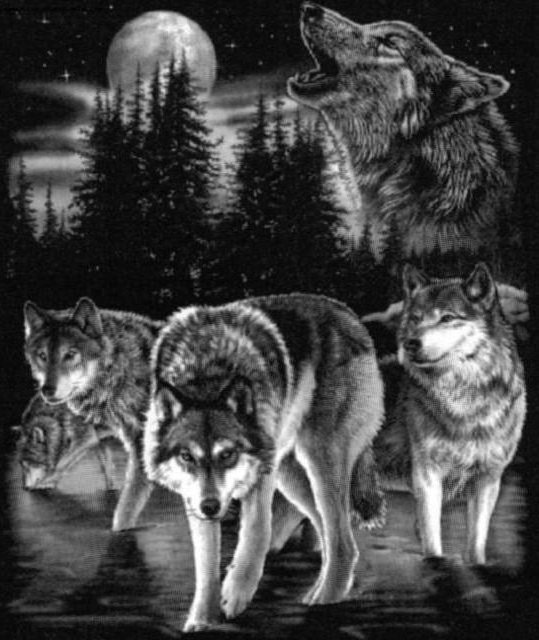 волки монохром - монохром, чорнобелое, лес, волки, зима - оригинал