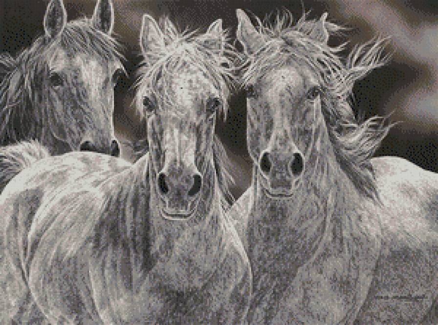 лошади монохром - лошади, кони, животные, чорнобелое, единороги, монохром - предпросмотр