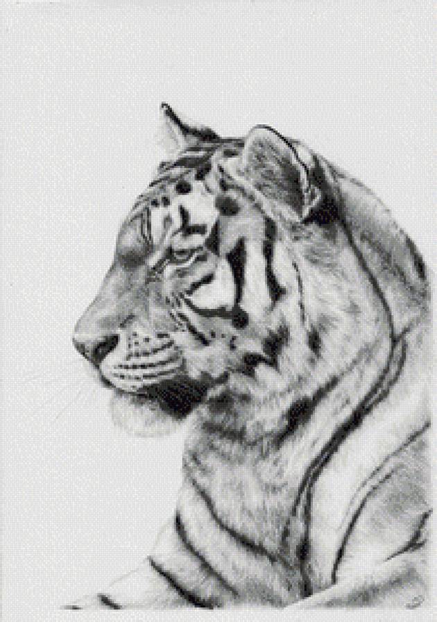 тигр монохром - тигр, монохром, дикие кошки, чорнобелое - предпросмотр