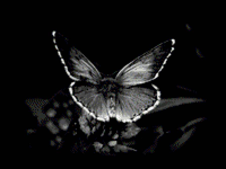 бабочка монохром - чорнобелое, монохром, бабочка - предпросмотр