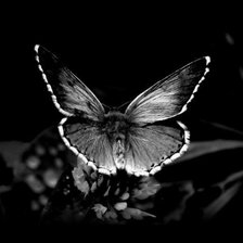 бабочка монохром