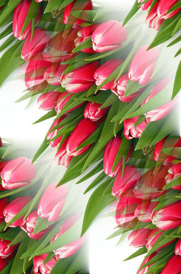 тюльпаны - цветы, природа, тюльпаны - оригинал