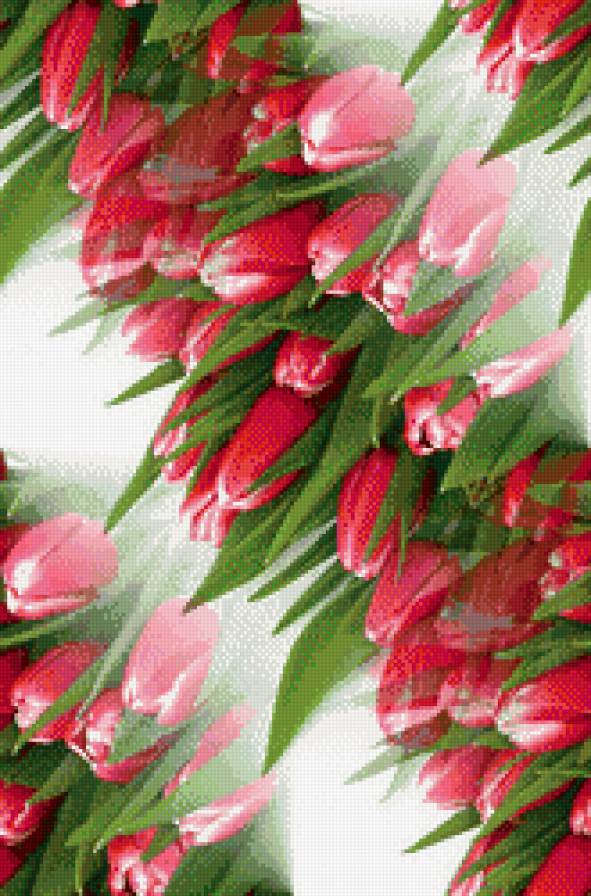 тюльпаны - тюльпаны, цветы, природа - предпросмотр