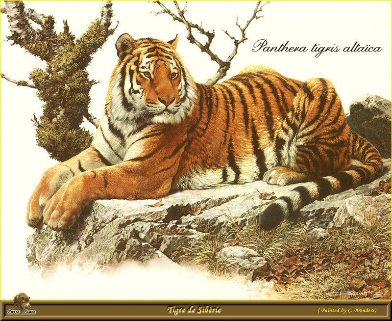 Тигр - кошки, животные, дикие животные, тигр - оригинал