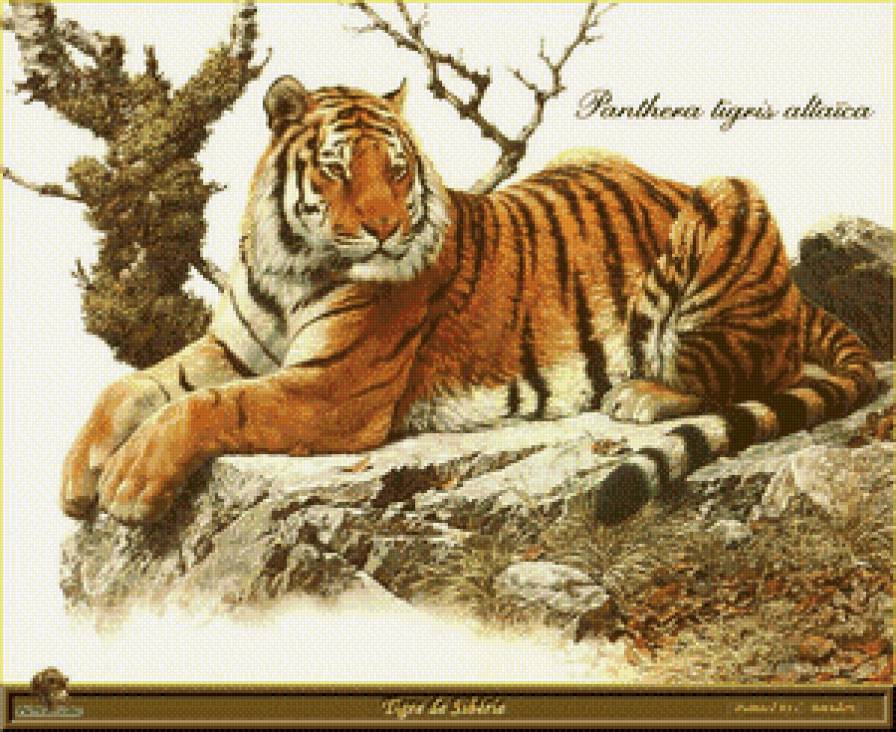 Тигр - животные, дикие животные, тигр, кошки - предпросмотр