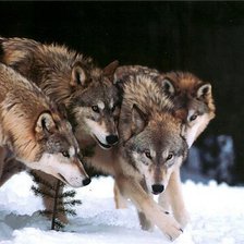 Схема вышивки «4 волка»