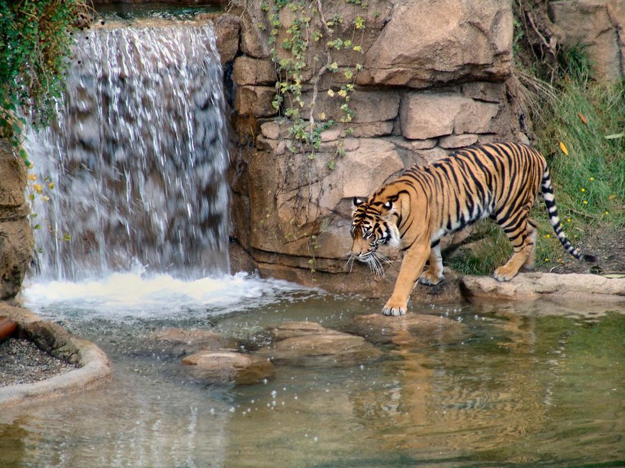 тигр в воде - оригинал