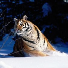 Оригинал схемы вышивки «тигр в снегу» (№501977)