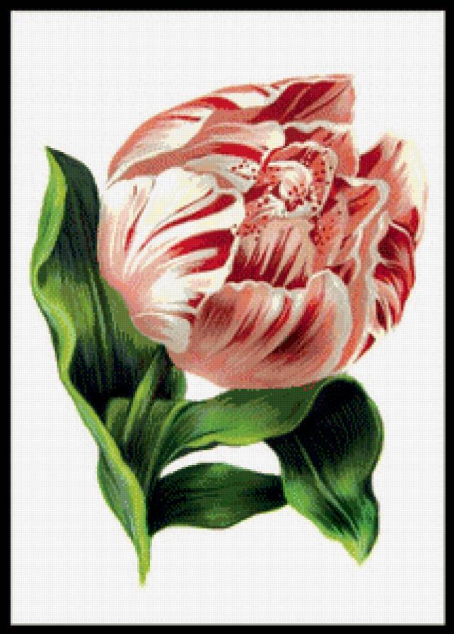 Тюльпан - цветы - предпросмотр