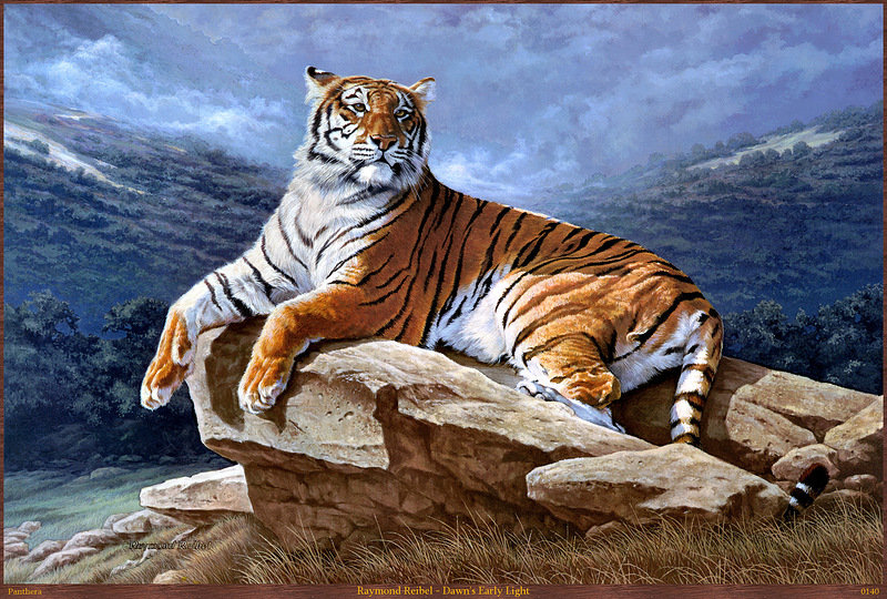 Серия "Большие кошки" - тигры, животные, пейзаж, горы, кошки - оригинал