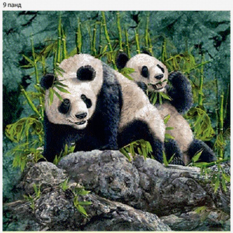 Пандочки - животные, панды, пейзаж, медведи, горы - предпросмотр