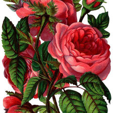 Оригинал схемы вышивки «розы» (№502764)