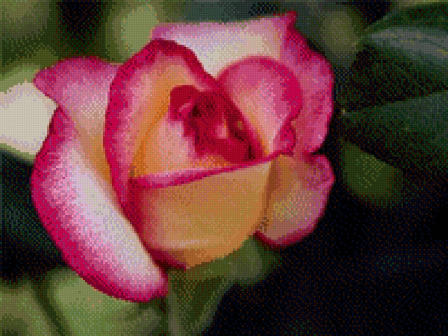 роза - цветы - предпросмотр