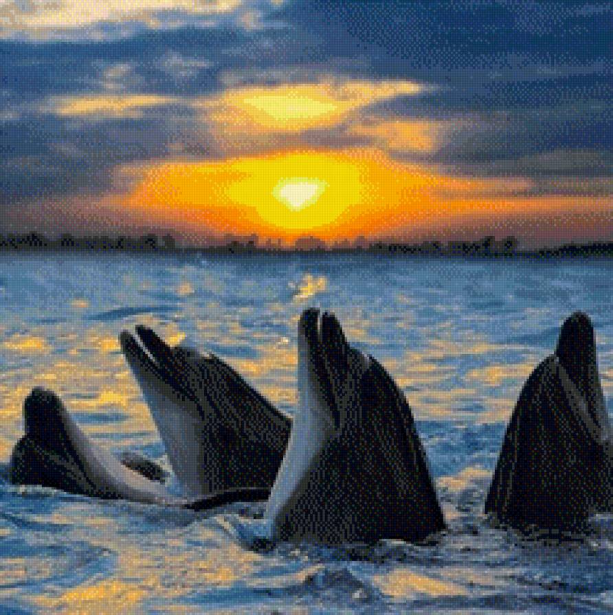 Дельфины на закате - море, закат, дельфины - предпросмотр