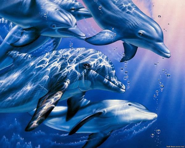дельфины - море, рыбы, вода - оригинал